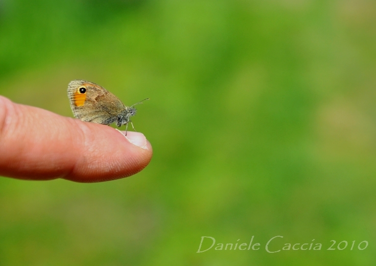 Coenonympha pamphilus